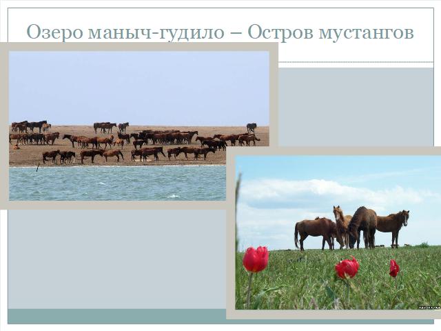 Карта озеро маныч